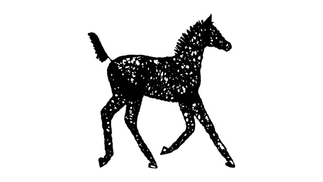 WTBOA Foal