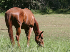 Horse Rescue and Retirement